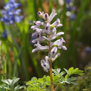 Corydalis wendelboi